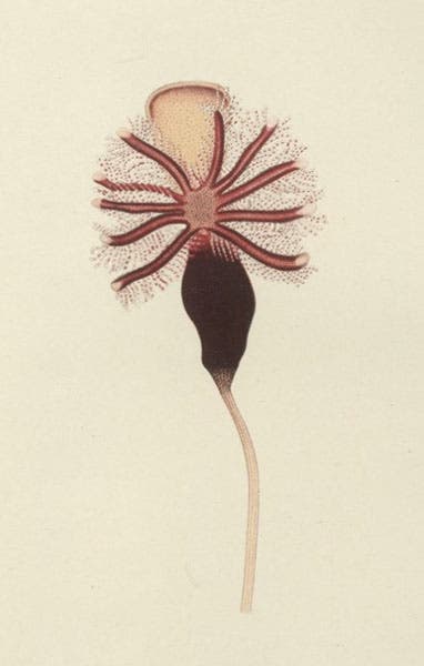 Cephalodiscus inaequatus, a hemichordate collected by the Swedish South-polar Expedition, in Otto Nordenskjöld, Wissenschaftliche Ergebnisse der Schwedischen Südpolar-Expedition, 1901-1903, vol. 5, 1908 (Linda Hall Library)