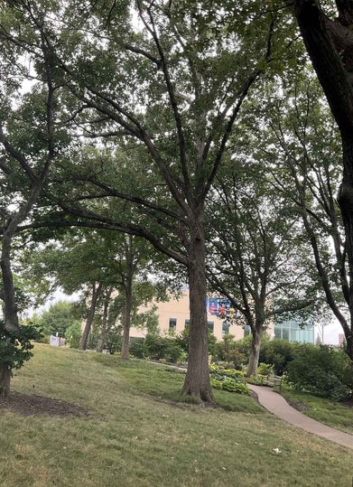 Swamp Chestnut Oak summer