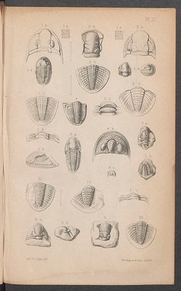 Trilobites, including Phillipsia and Griffithides, in Joseph Portlock, Report on the Geology of Londonderry, 1843 (Linda Hall Library)
