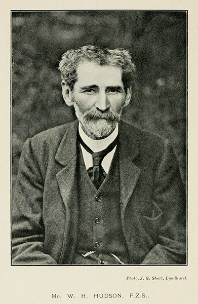 Portrait of William Henry Hudson, photograph, 1908 (Wikimedia commons) 