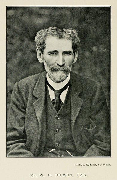 Portrait of William Henry Hudson, photograph, 1908 (Wikimedia commons)