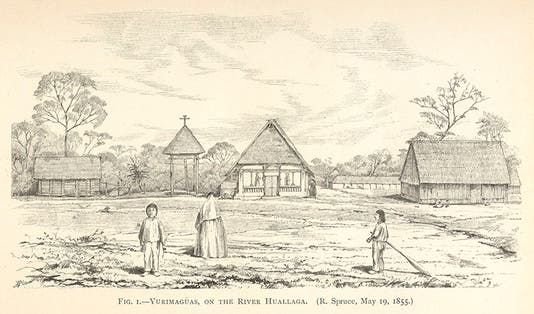 Yurimaguas, on river Huallaga, in the western Amazon basin, sketch by Spruce, in <i>Notes of a Botanist</i>, 1908 (Linda Hall Library)
