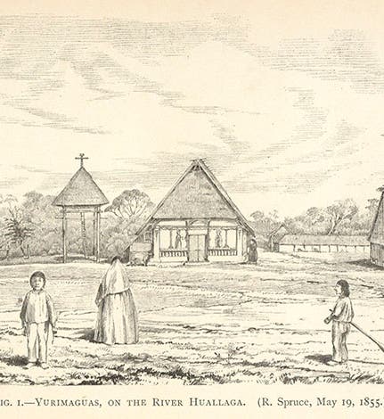 Yurimaguas, on river Huallaga, in the western Amazon basin, sketch by Spruce, in <i>Notes of a Botanist</i>, 1908 (Linda Hall Library)
