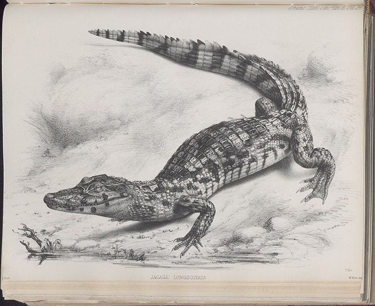 A spectacled caiman, lithograph by Gerald H. Ford, Transactions of the Zoological Society of London, vol. 6, 1869 (Linda Hall Library)
