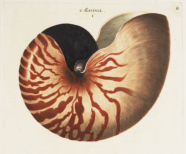 Pearly nautilus, detail of engraved plate, Georg Wolfgang Knorr, Deliciae naturae selectae, 1766-67 (Linda Hall Library)