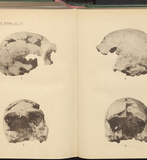 Photographs of the Spy 1 and Spy 2 skulls, from top and front, a plate in Julien Fraipont and Max Lohst’s article on the finds at Spy cave, Belgium, in Archives de Biologie, vol. 7, 1887 (Linda Hall Library)