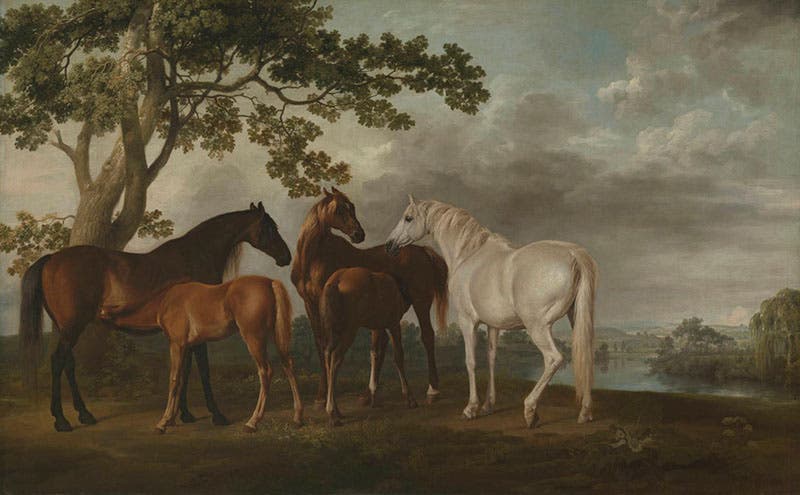Mares and Foals in a River Landscape, oil on canvas, by Georg Stubbs, 1760-69, The Tate (tate.org.uk)