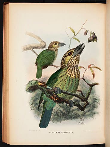 Cochin green barbet, hand-colored lithograph, from Charles and George Marshall’s <i>Monograph of the Capitonidae, or Scansorial Barbets</i>, 1870-71 (Linda Hall Library)