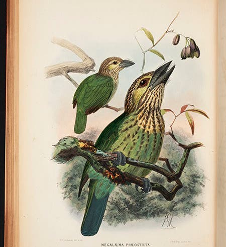 Cochin green barbet, hand-colored lithograph, from Charles and George Marshall’s <i>Monograph of the Capitonidae, or Scansorial Barbets</i>, 1870-71 (Linda Hall Library)