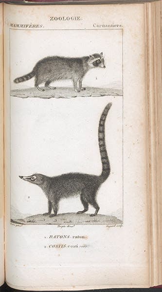 Ratons (raccoon) and coati, engraving by Jean-Gabriel Prêtre, in Dictionnaire des sciences naturelles, ed. by Frédéric Cuvier, plate vol.7, 1816-30 (Linda Hall Library)
