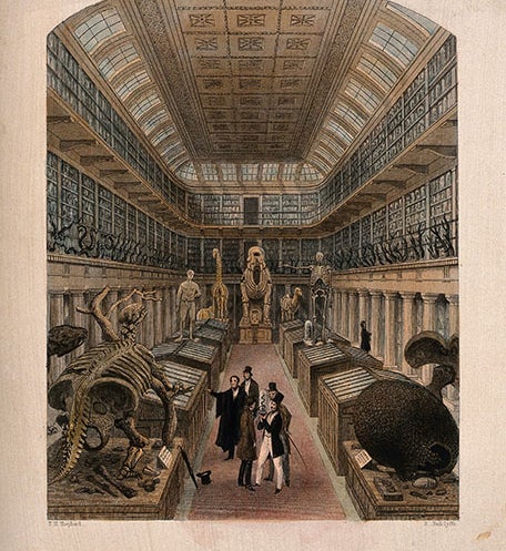 Hunterian museum interior, engraving, 1853 (Wellcome Collection)