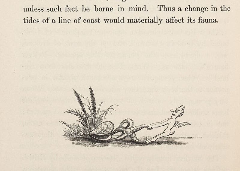 An imp trying to save a starfish from the clutches of a clam, wood-engraved tailpiece by Edward Forbes, in his A History of British Star-fishes, 1841 (Linda Hall Library)