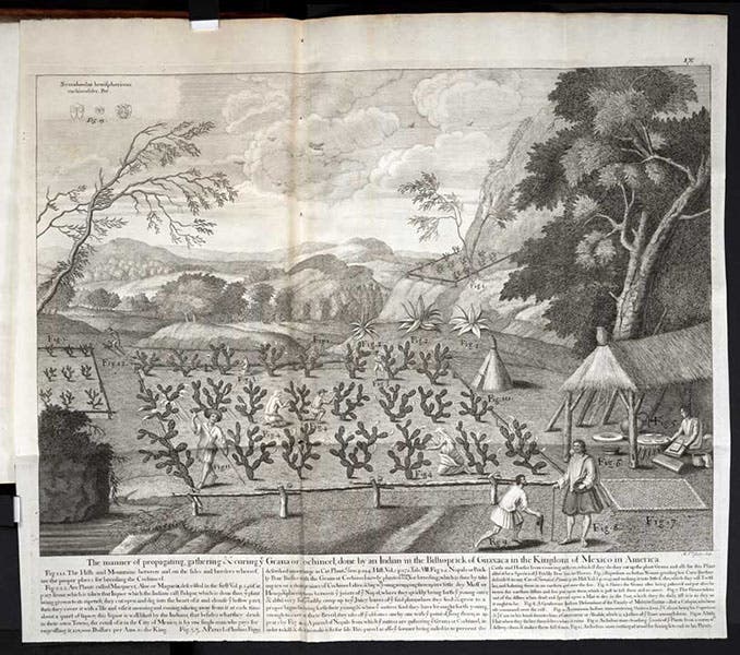 A prickly-pear (Opuntia) plantation in Oaxaca, where cochineal insects are harvested, engraving in A Natural History of Jamaica, by Hans Sloane, vol. 2, plate 9, 1707-25 (Linda Hall Library)