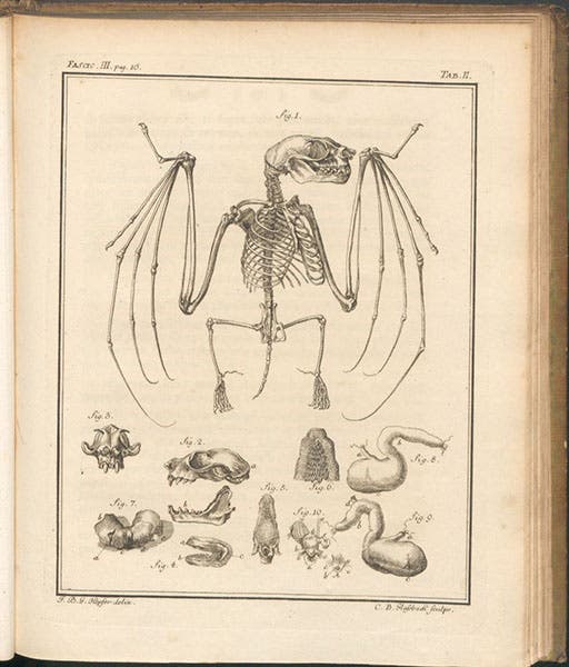 Bat skeleton, engraving in Spicilegia zoologica, by Peter Simon Pallas, vol. 1, fasc. 3, plate 2, 1767 (Linda Hall Library)