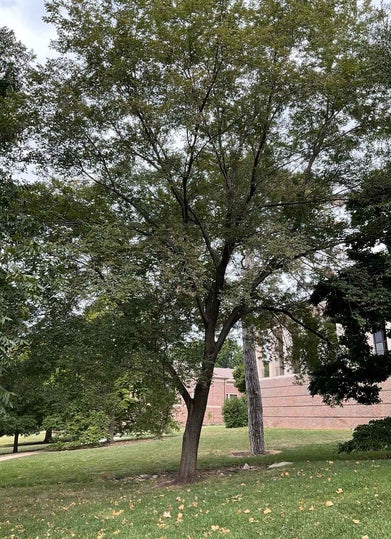 Pioneer Elm summer