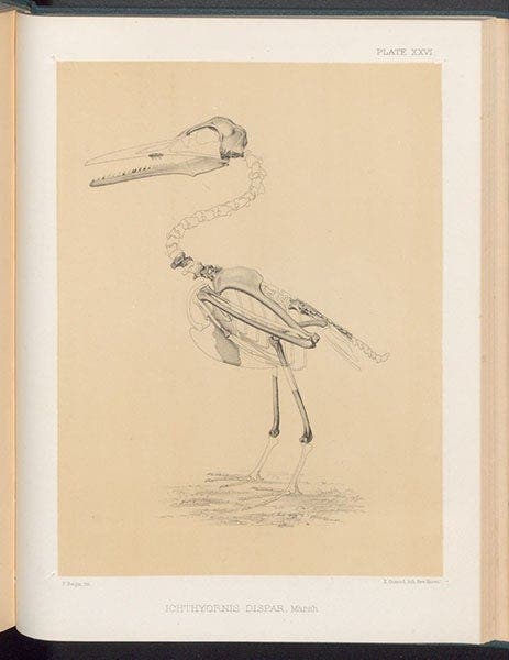 A skeletal restoration of Ichthyornis dispar, found by Benjamin Mudge in Kansas in 1871, lithograph in Odontornithes: A Monograph of the Extinct Toothed Birds of North America, by Othniel C. Marsh, Memoirs of the Peabody Museum of Natural History, vol. 1, pl. 26, 1880 (Linda Hall Library)