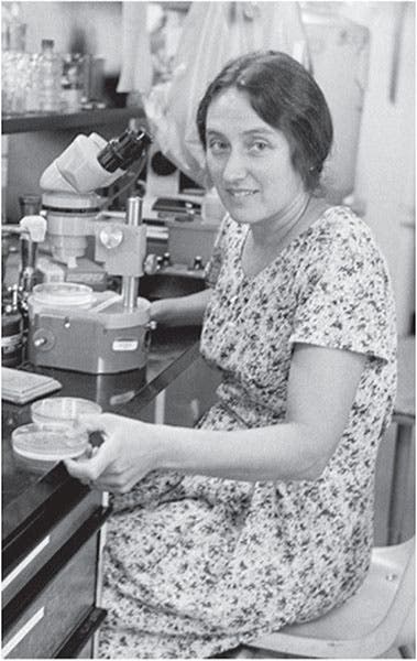 Portrait of an younger Lynn Margulis, undated photograph (late 1960s?) (theattic.space)