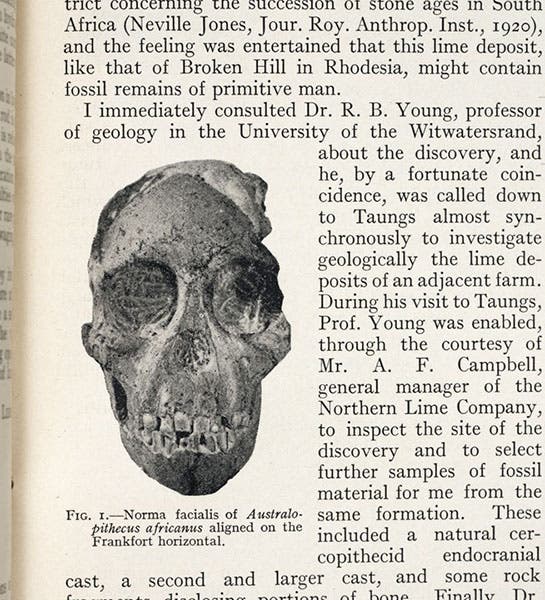 Front view of the Taung skull, detail of photograph from “Australopithecus africanus: The man-ape of South Africa,” by Raymond Dart, Nature, vol. 115, Feb. 7, 1925 (Linda Hall Library)