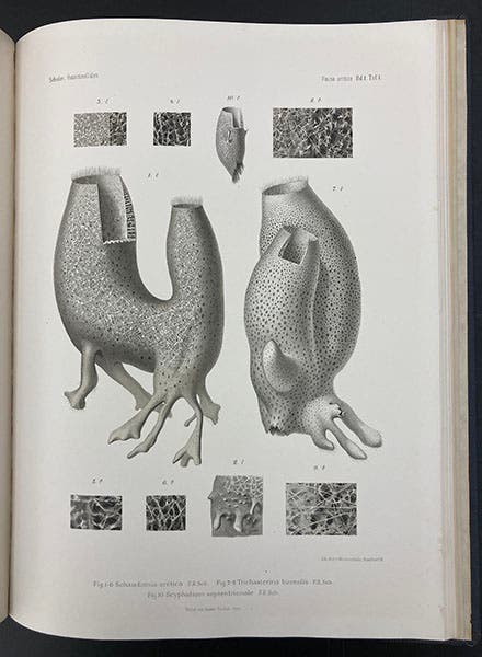 Two glass sponges, Schaudinnia arctica and Trichasterina borealis, lithograph, Fritz Schaudinn and Fritz Römer, Fauna Arctica, vol. 1, 1900 (Linda Hall Library)