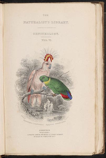Engraved title page, by William Lizars, Natural History of Parrots, by Prideaux John Selby (Naturalist’s Library, Ornithology, vol. 6), 1836 (Linda Hall Library)