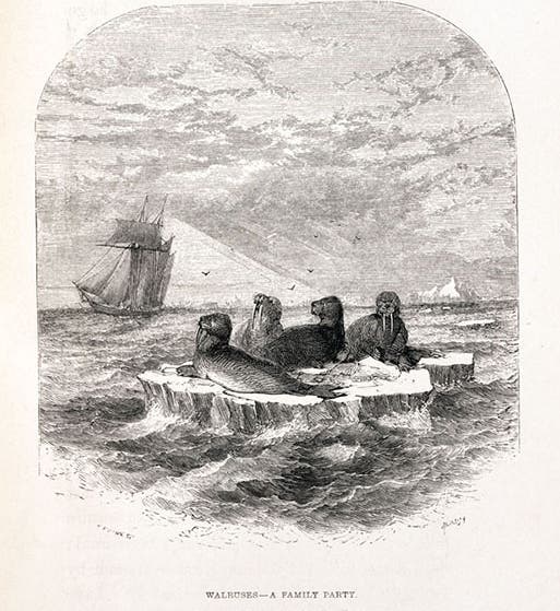 “Walruses – A family party”, wood engraving, Francis Leopold McClintock, The Voyage of the ‘Fox’, 1859 (Linda Hall Library)
