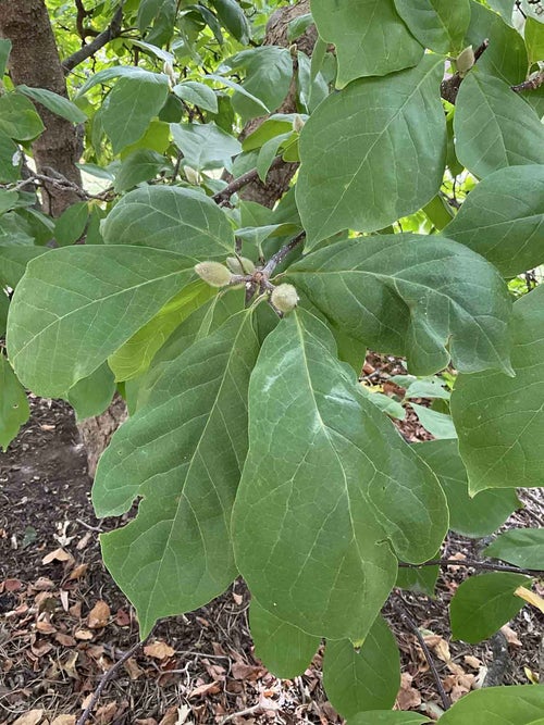 Yulan Magnolia leaf