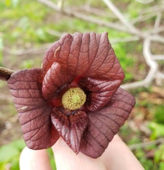 Common pawpaw flower