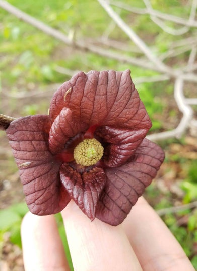 Common pawpaw flower