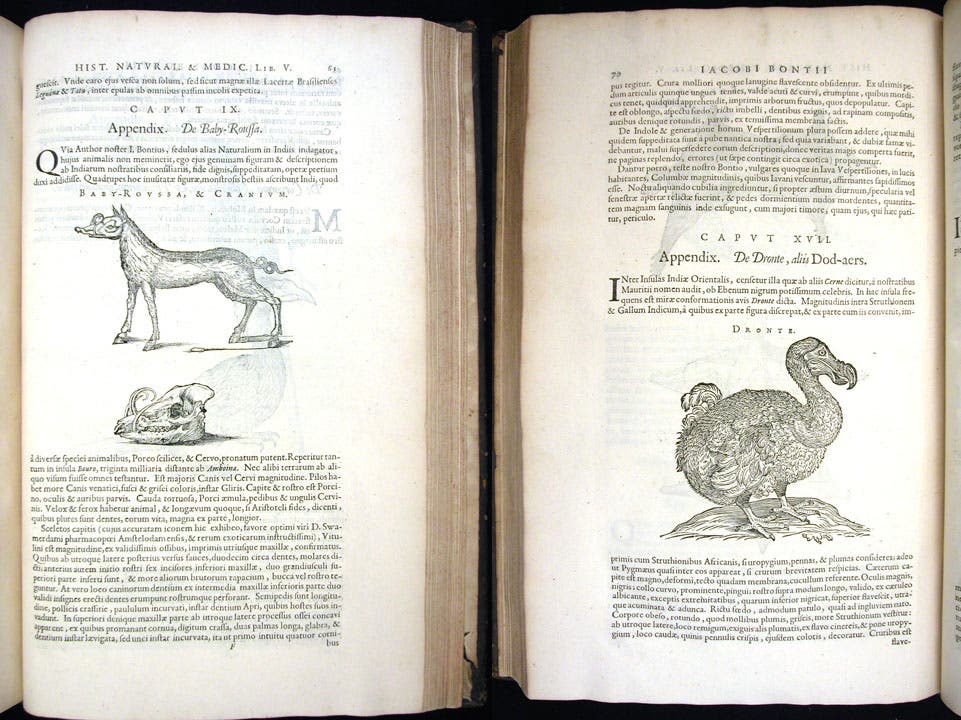 Babirusa (left) and dodo, woodcuts in Willem Piso, De Indiae utriusque, 1658 (Linda Hall Library)