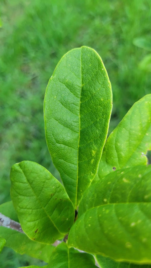 Centennial Blush Magnolia leaf