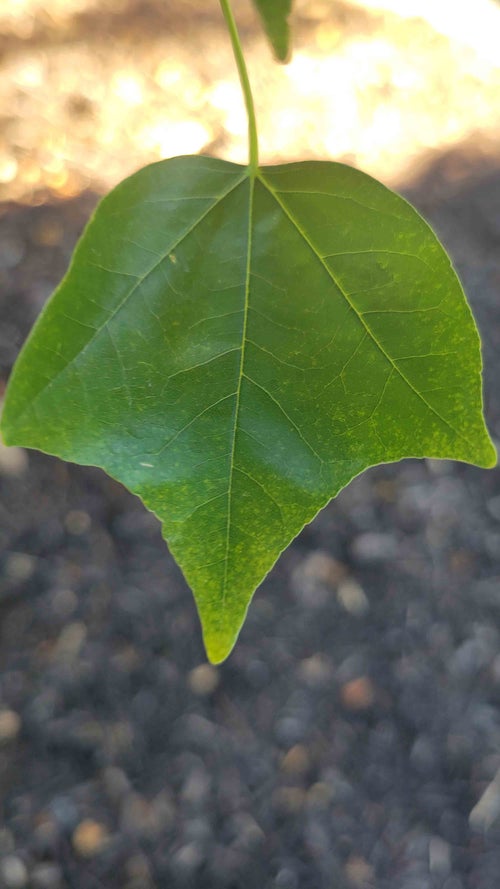 Trident Maple leaf