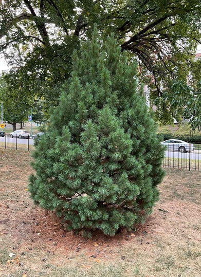 Swiss Stone Pine summer