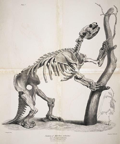 Lithograph of a Mylodon skeleton, Richard Owen, 1842 (Linda Hall Library)