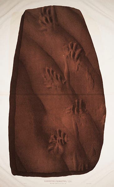 Entire slab of fossil footprints in sandstone, in Isaac Lea, Fossil Foot-marks in the Red Sandstone of Pottsville, Pa., 1855 (Linda Hall Library)