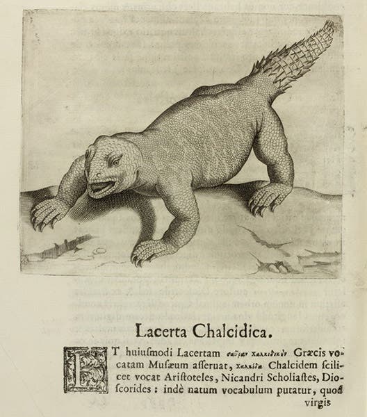 Lacerta chalcidica or terrestrial crocodile, text engraving, in Musaeum Franc. Calceolarii, by Benedicto Ceruto and Andrea Chiocco, 1622 (Linda Hall Library)