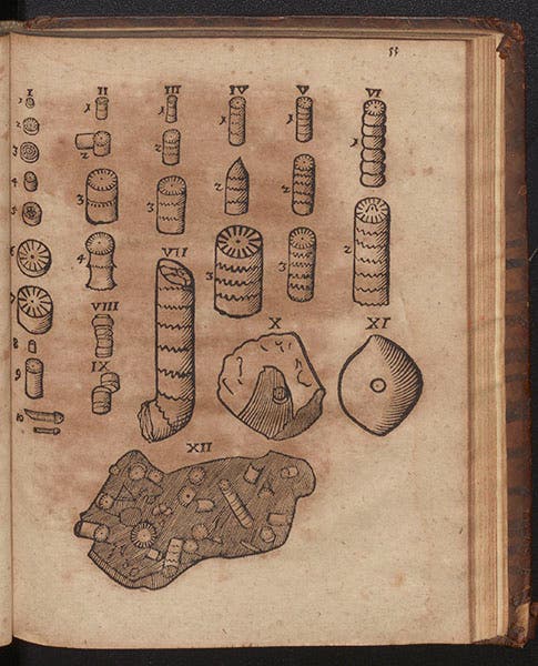 Fossil crinoids, woodcut, Friedrich Lachmund, Oryktographia Hildesheimensis, 1669 (Linda Hall Library)