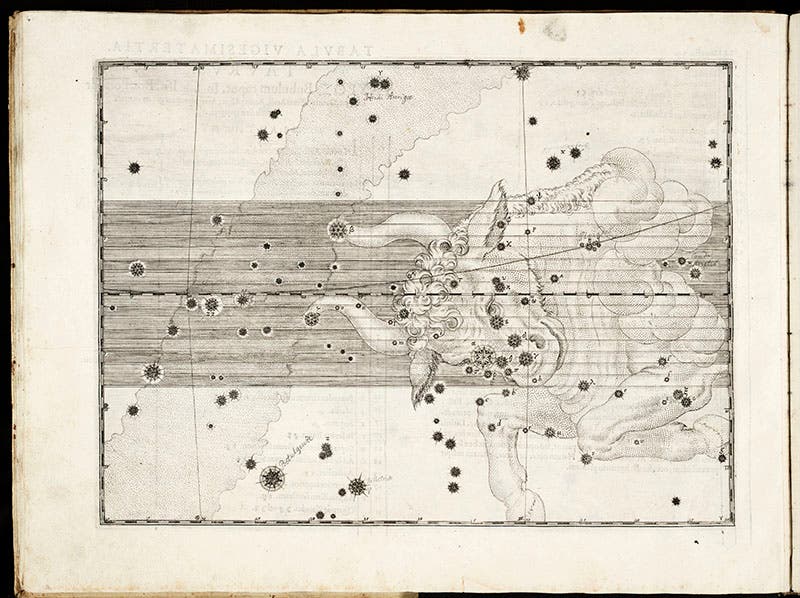 The constellation Taurus, engraving, plate 23, in Johann Bayer, Uranometria, 1603 (Linda Hall Library)