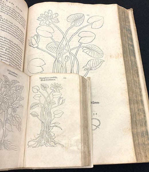The woodcuts of the white water lily (Nymphaea candida), in both the 1542 (beneath) and 1545 (on top) editions of the herbal of Leonhart Fuchs (Linda Hall Library)