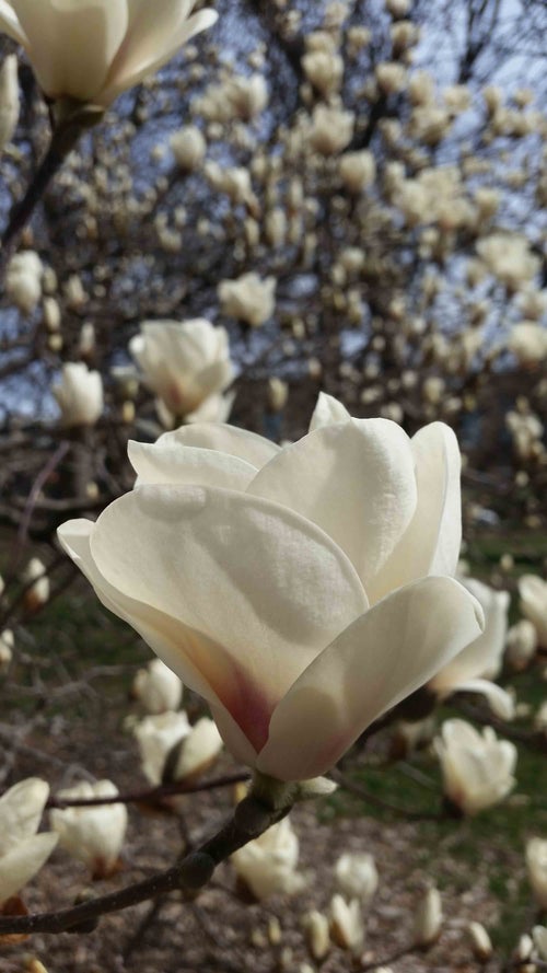 Yulan Magnolia flower