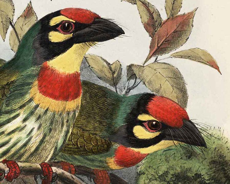 Coppersmith or crimson-breasted barbets, detail of third image, hand-colored lithograph by J.G. Keulemans, in A Monograph of the Capitonidae, or Scansorial Barbets, by Charles H.T. Marshall and George F.L. Marshall, 1870 (Linda Hall Library)