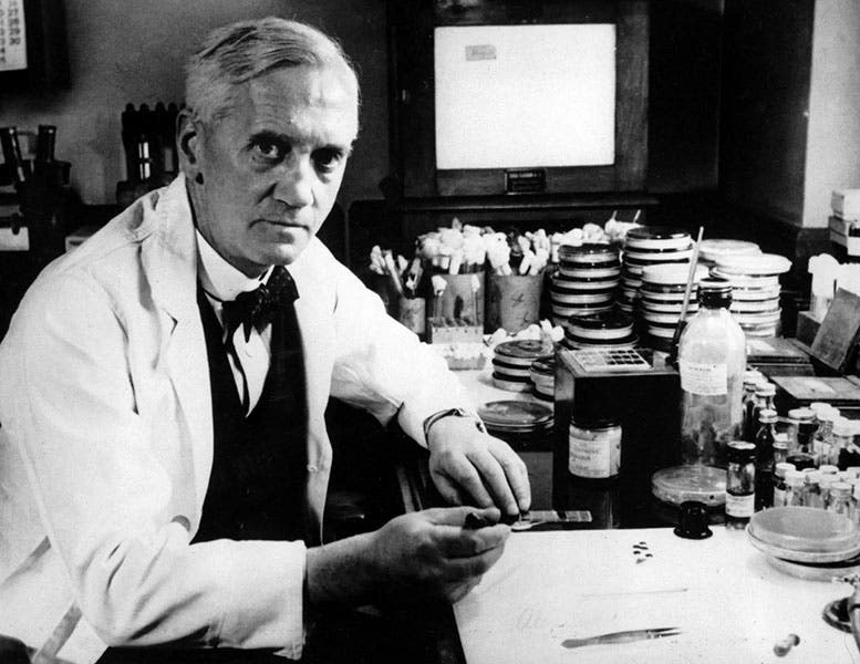Alexander Fleming in the lab, undated photograph, 1940s? (britannica.com)