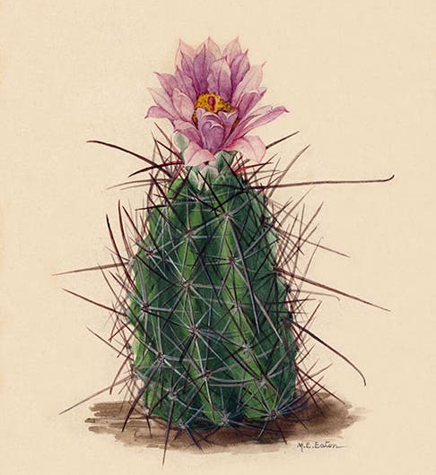 Sclerocactus whipplei, Whipple’s fishhook cactus, original watercolor by Mary Emily Eaton, 1912, National Museum of Natural History, Smithsonian Institution (collections.nmnh.si.edu)