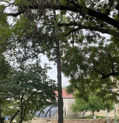 Austrian Pine summer