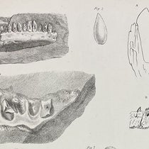 Two jaws of Thecodontosaurus and drawings of teeth, detail of a lithographed plate in “A description of various fossil remains of three distinct saurian animals, recently discovered in the Magnesian Conglomerate near Bristol," by Henry Riley and Samuel Stutchbury, Transactions of the Geological Society of London, plate 29, end of vol. 5, ser. 2, 1840. (Linda Hall Library)