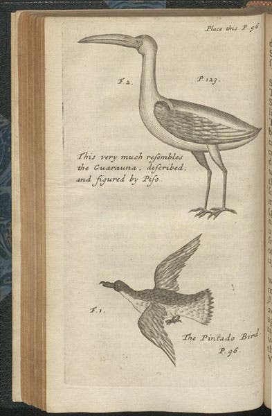 Two birds described by Dampier, the bottom one a Cape petrel, engraving, in William Dampier, A Voyage to New Holland, 1703 (Linda Hall Library)