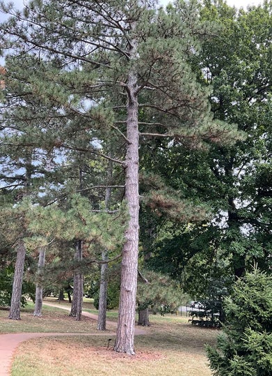 Austrian Pine summer