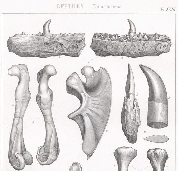Lower jawbone (top) and leg bones (left) of Megalosaurus, the first dinosaur described, by William Buckland in 1824, lithograph by Pierre Lackenbauer, in Traité de paléontologie, Atlas, by François-Jules Pictet, plate 23, 1853-57 (Linda Hall Library)
