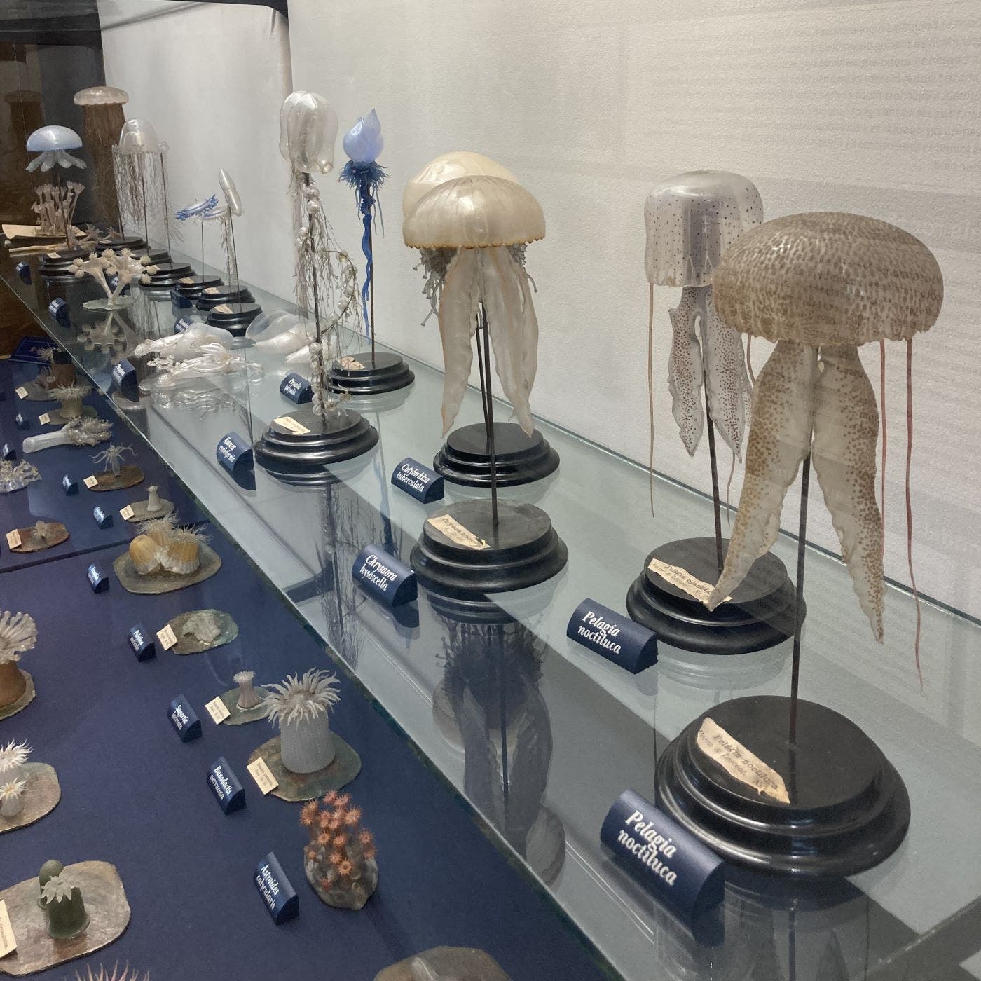 One of the long wall cases displaying the glass invertebates made by Leopold and Rudolf Blaschka, with jellyfish up top and sea anemones down below, Museum of the Earth, Cornell University (photo by the author)