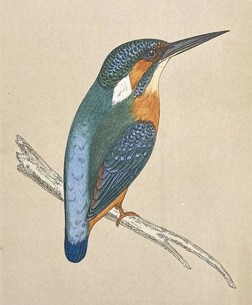 Kingfisher, colored wood engraving by Benjamin Fawcett (cropped), A History of British Birds, by Francis Orpen Morris, vol. 1, plate 46, p. 302, 1851 (Linda Hall Library)