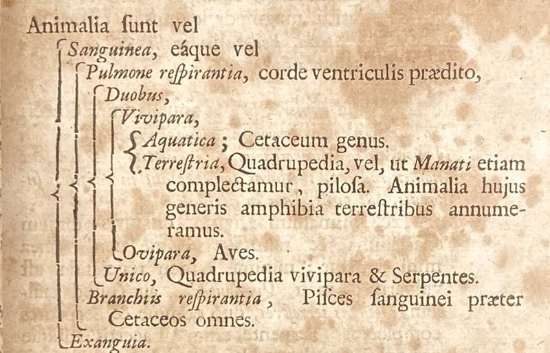 Detail of the classification chart for animals, showing the division of animals with blood, in Synopsis methodica animalium quadrupedum, by John Ray, p. 53, 1693 (Linda Hall Library)
